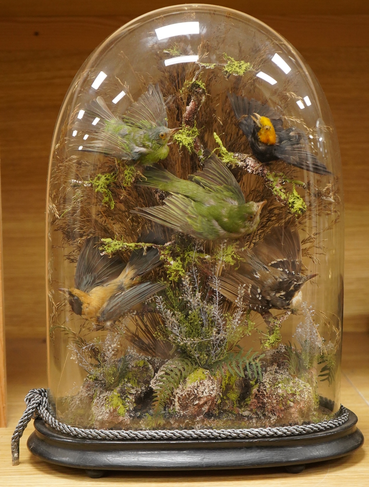 A Victorian taxidermy display of exotic birds including a golden crested myna bird, etc., contained under a glass dome with ebonised base, 40cm high